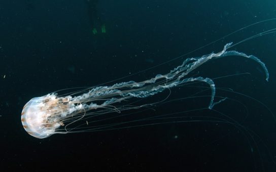 Сообщение про самых опасных медуз