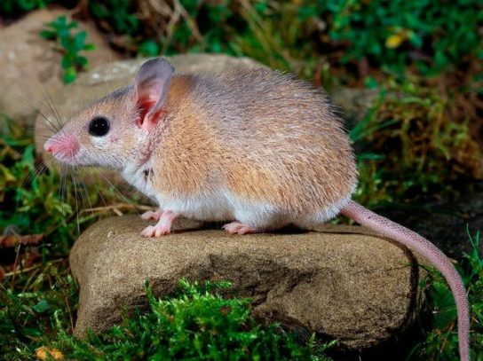Фото окинавской колючей мыши