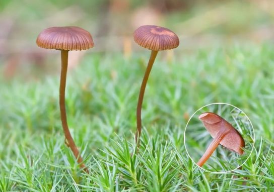 Внешний вид псилоцибиновых грибов