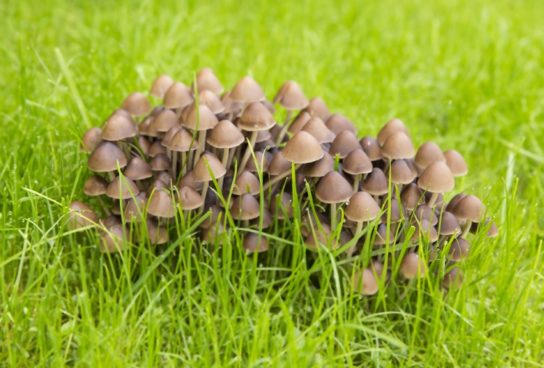 Распространение псилоцибиновых грибов