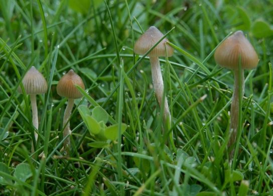 Виды псилоцибиновых грибов