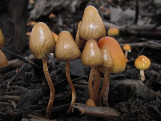 Фото псилоцибиновых грибов