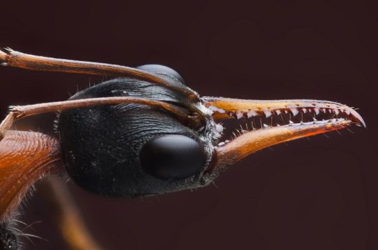 Фото самых опасных насекомых