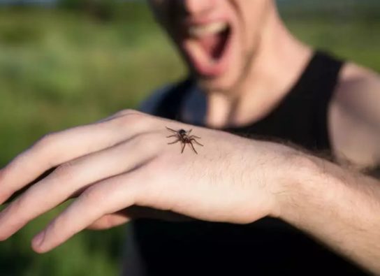 Последствия укуса самым опасным пауком для человека