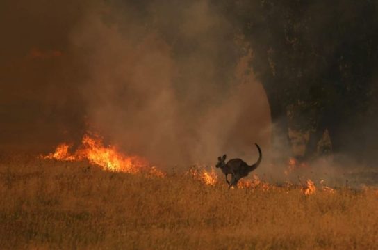 Глобальные последствия от пожаров в Австралии