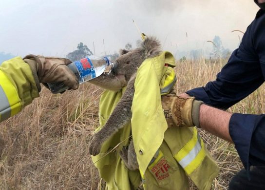 Проблема коал из-за пожаров в Австралии