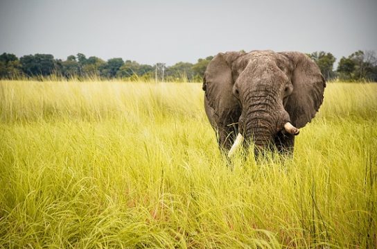 Где растет слоновая трава