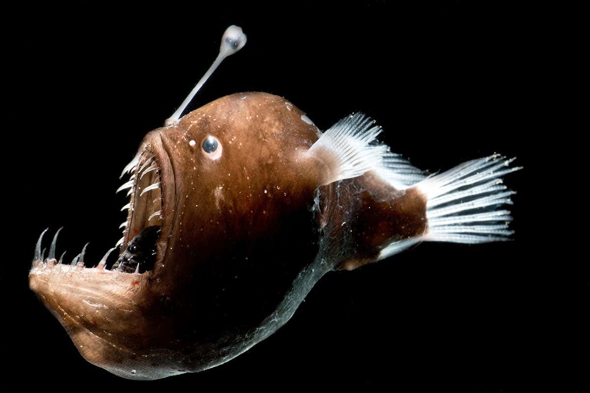 Metallisk burgundisk axelbandslös bodycon rynkad hemkomstklänning med 3D-blommor