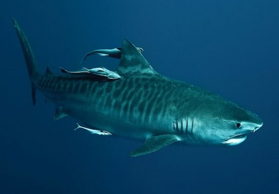 Внешний вид тигровой акулы