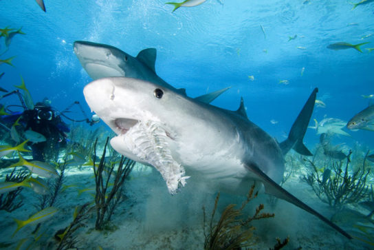 Как охотится акула тигровая