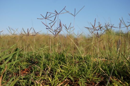 Внешний вид бермудской травы