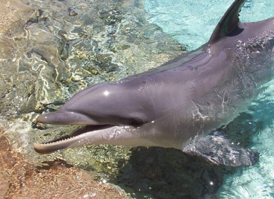 Фото длинномордого дельфина
