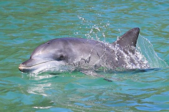 Где обитает длинномордый дельфин