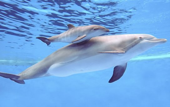 Размножение длинномордого дельфина