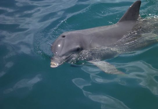 Как дышит длинномордый дельфин