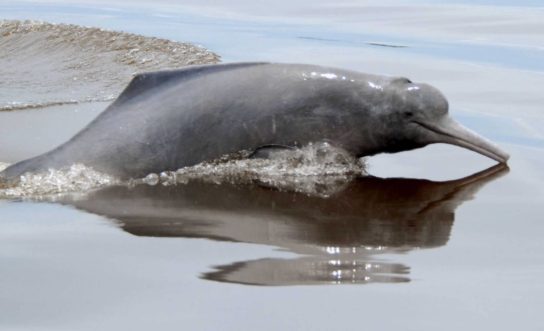 Внешний вид индийского дельфина