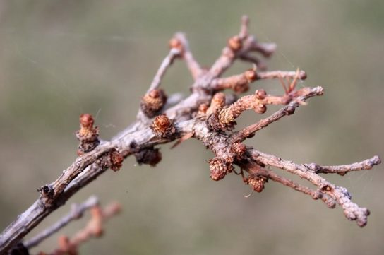 Размножение лиственницы гмелина