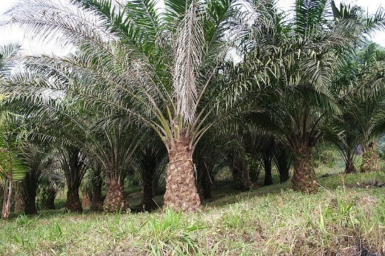 Внешний вид африканской масличной пальмы