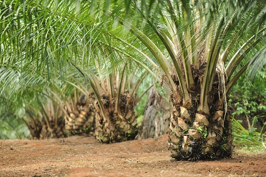 Сообщение про африканскую масличную пальму