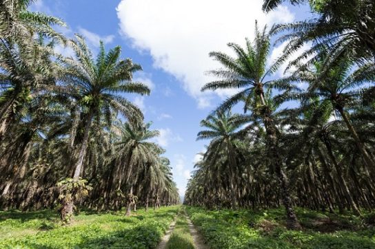 Плантация африканской масличной пальмы