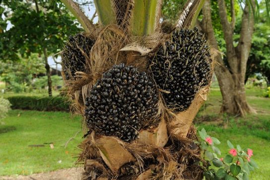 Какие плоды у африканской масличной пальмы