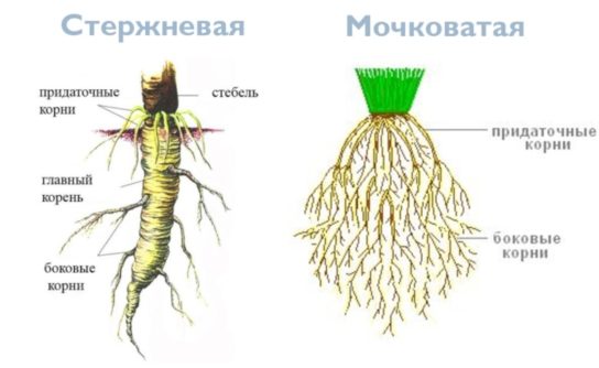 растения с мочковатой корневой системой список