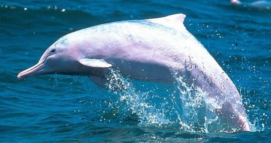 Где обитает озерный дельфин