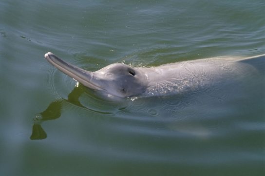 Озерный дельфин в Красной книге