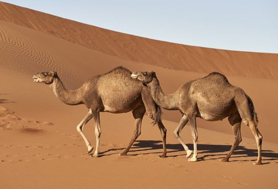Особенности верблюдов
