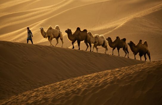 Образ жизни верблюдов