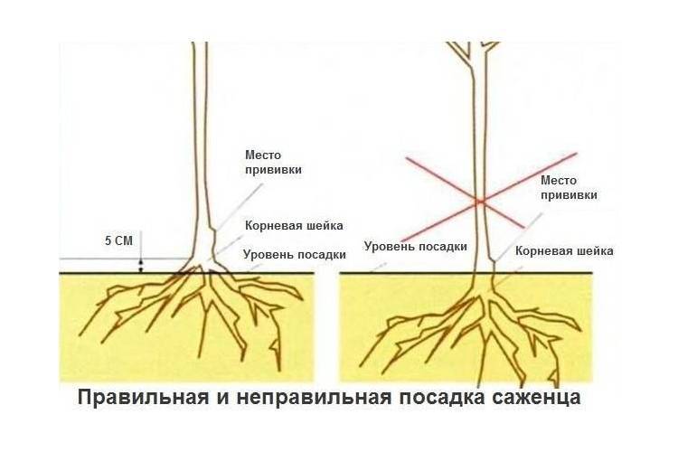 Корневая система вишни схема