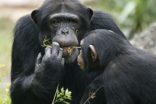 Чем питаются человекообразные обезьяны