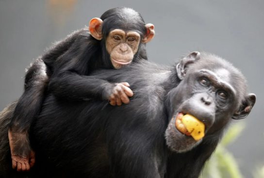 Питание человекообразной обезьяны