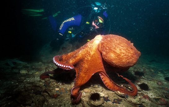 Как выглядит гигантский тихоокеанский осьминог