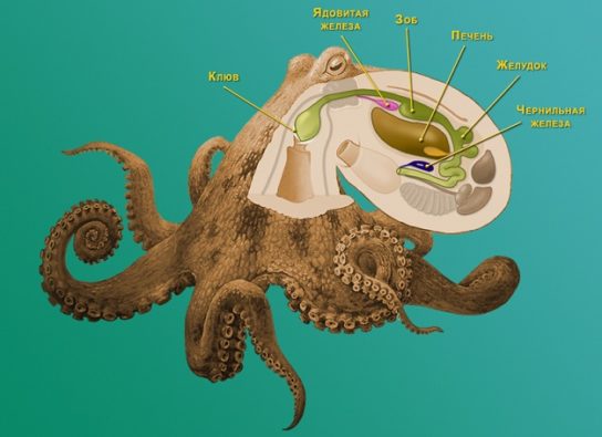 Пищеварительные органы головоногих моллюсков