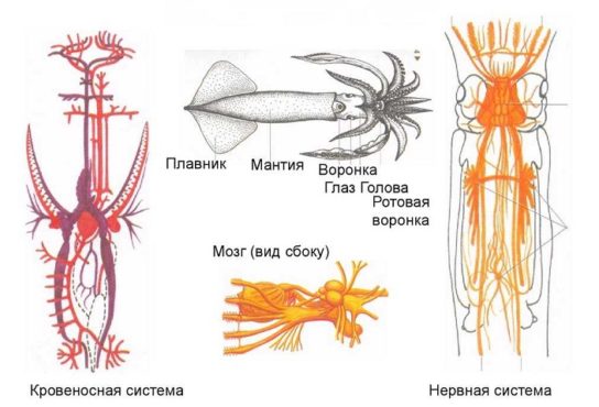 Как выглядит кровеносная система головоногих моллюсков