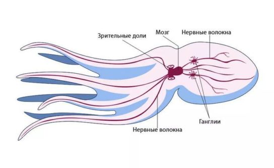 Как выглядит нервная система головоногих моллюсков