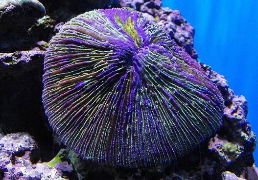 Что такое грибовидный коралл