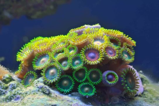 Фото кораллового полипа