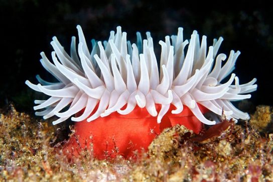 Внешний вид кораллового полипа