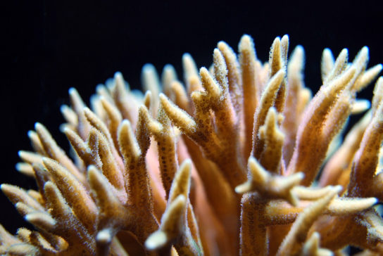 Характеристика коралловых полипов