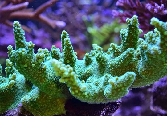 Питание кораллового полипа