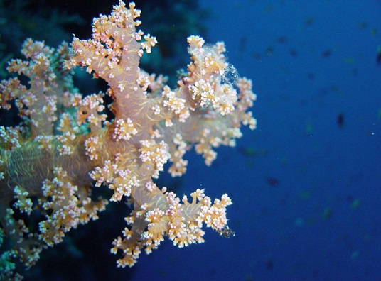 Сообщение о коралловых полипах