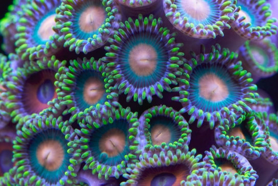 Размножение коралловых полипов