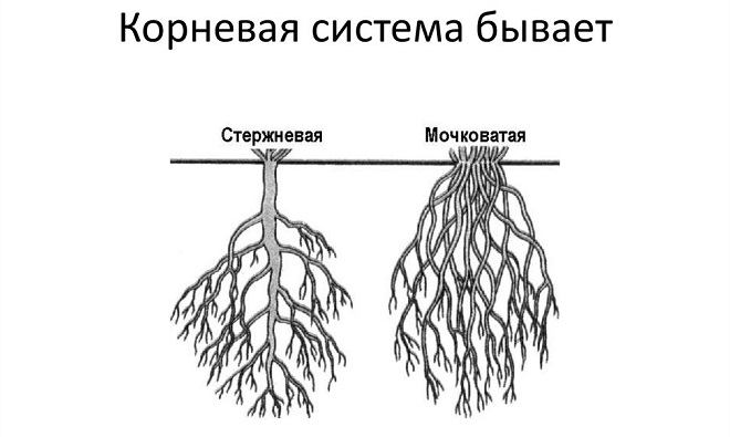 Корневая система жасмина схема