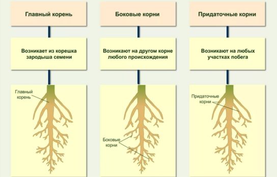 Как выглядит корень растений