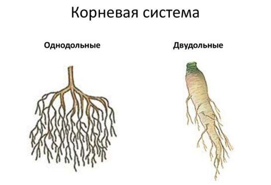 Функция корня двудольных растений