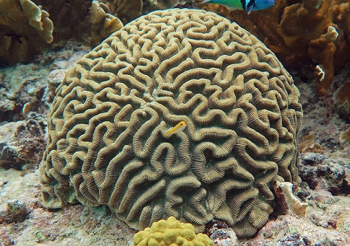 Виды коралловых полипов