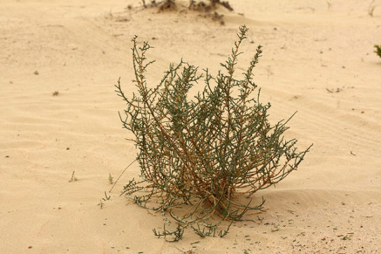 Растительный мир пустыни Тар