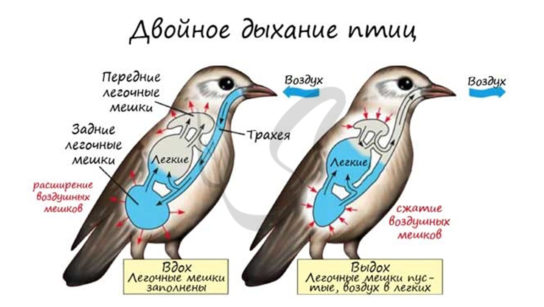 Отличия дыхательной системы птиц от рептилий
